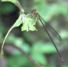 Igneocnemis haematopus