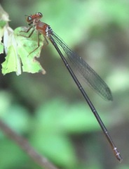Igneocnemis haematopus