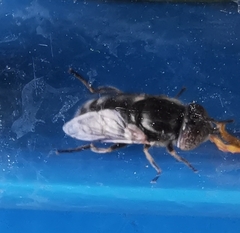 Eristalinus sepulchralis