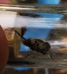 Eristalinus sepulchralis