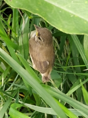 Curruca communis