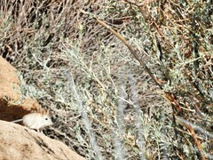 Elephantulus rupestris