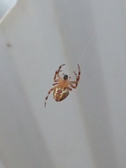 Araneidae