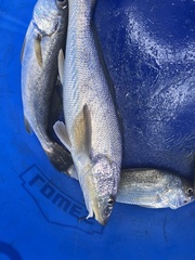 Menticirrhus americanus