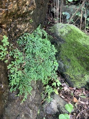 Selaginella delicatula