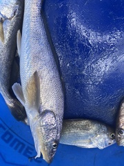 Menticirrhus americanus