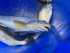 Menticirrhus americanus
