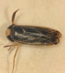 Sigara grossolineata