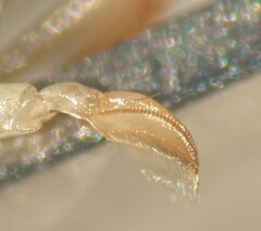 Sigara grossolineata