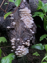 Favolaschia manipularis