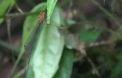 Igneocnemis haematopus