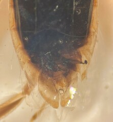 Sigara grossolineata