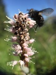 Microbotryum bistortarum