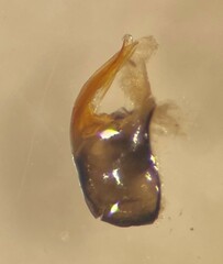 Sigara grossolineata