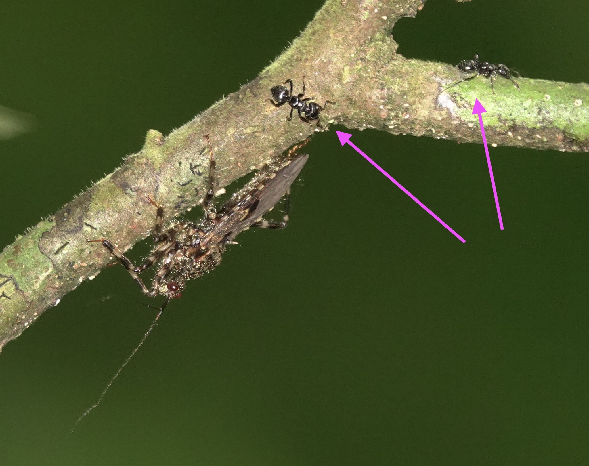 Crematogaster ampullaris