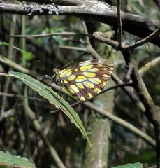 Dismorphia hyposticta