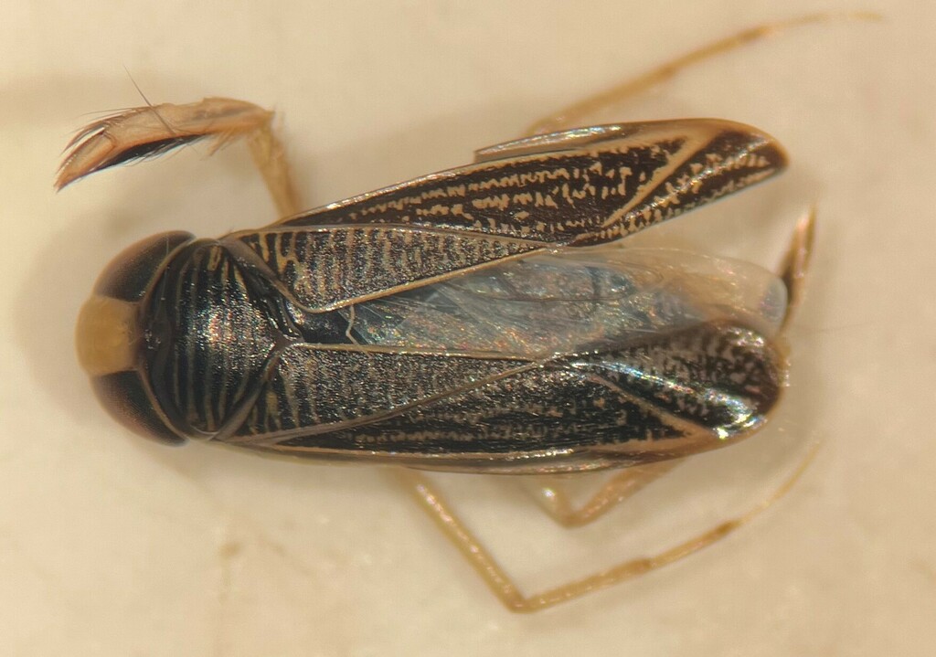 Sigara mullettensis