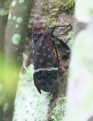 Penthicodes astraea