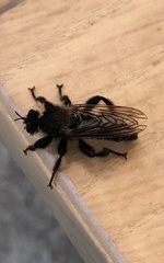 Laphria ephippium