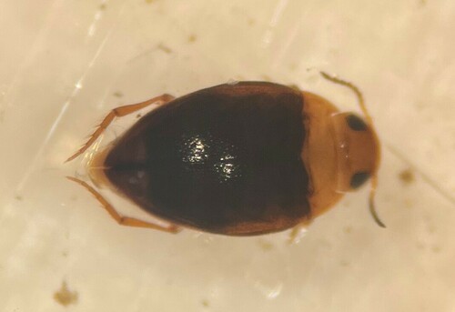Madison Predaceous Diving Beetle