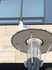 Larus canus