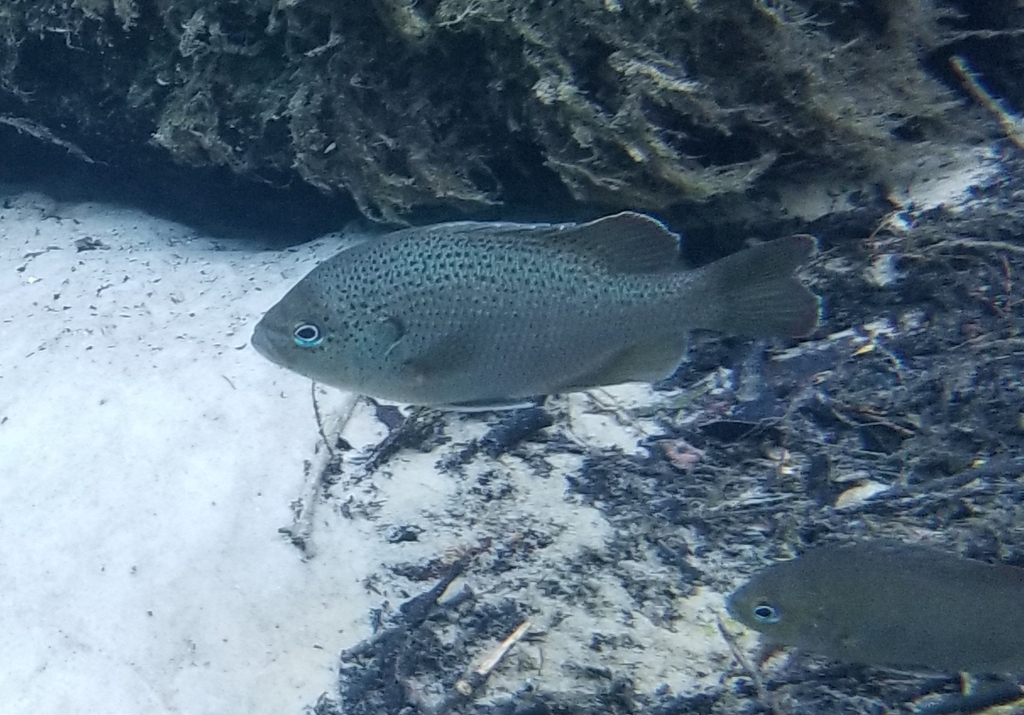 Spotted sunfish (Lepomis punctatus) — Centrarchidae