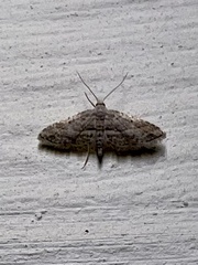 Araeopteron canescens