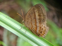 Mycalesis fusca