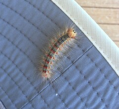 Lymantria dispar
