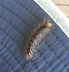 Lymantria dispar
