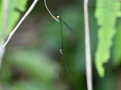 Prodasineura dorsalis