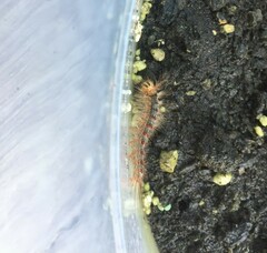 Lymantria dispar