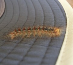 Lymantria dispar