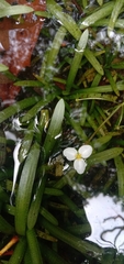 Sagittaria pygmaea