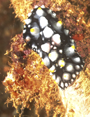 Phyllidia varicosa