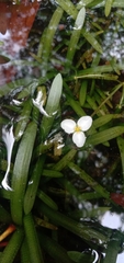 Sagittaria pygmaea
