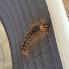 Lymantria dispar