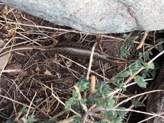 Ablepharus himalayanus