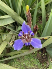Trimezia coerulea
