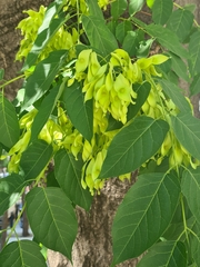 Ailanthus altissima