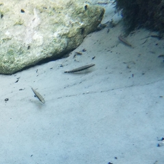 Percina nigrofasciata