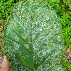 Phyllocnistis magnoliella