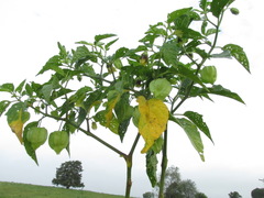 Physalis longifolia subglabrata