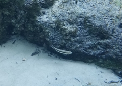 Percina nigrofasciata