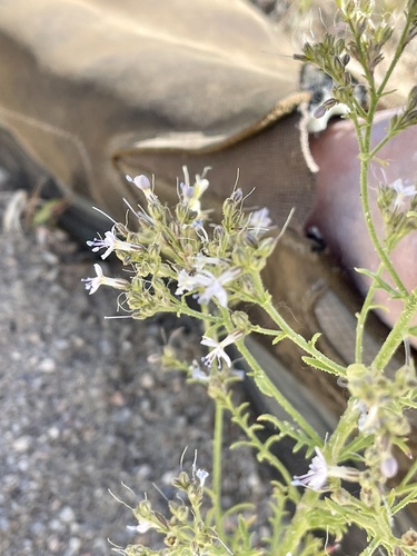 Sticky gilia (Aliciella pinnatifida)