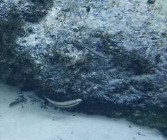 Percina nigrofasciata