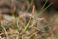Carex rupestris