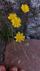 Cichorieae