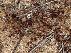 Chorizanthe polygonoides