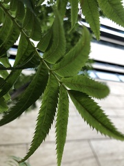 Sorbus aucuparia